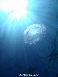 I shot this picture free diving from my paddle board in D... by Elliot Helmer 